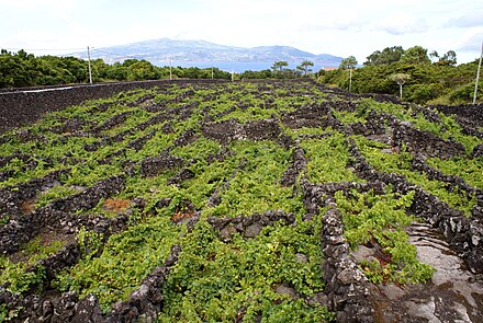 UNESCO listed Pico vineyards