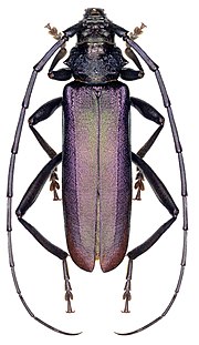 Musk longhorn beetle Aromia moschata (Linnaeus, 1758), male.jpg