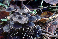 Mycena austera: fotografijŏ