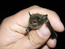 a hand holds a small bat.