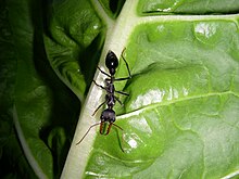 M. tarsata foraging on a leaf in a vegetable garden Myrmecia - Bulldog Ant (6346500201).jpg
