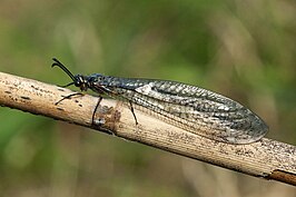 Myrmeleon (Myrmeleon) bore