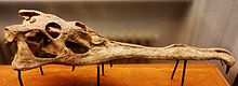M. westphali skull Mystriosuchus westphali skull.JPG
