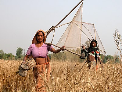 Népal sud ouest femmes rana tharu allant à la pêche