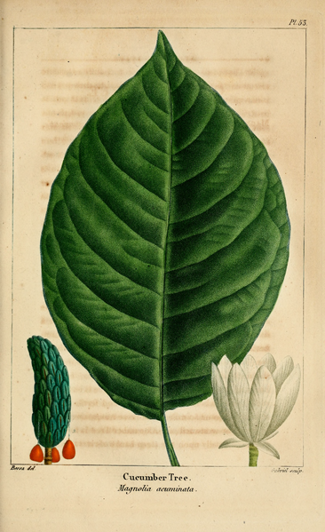 File:NAS-053 Magnolia acuminata.png