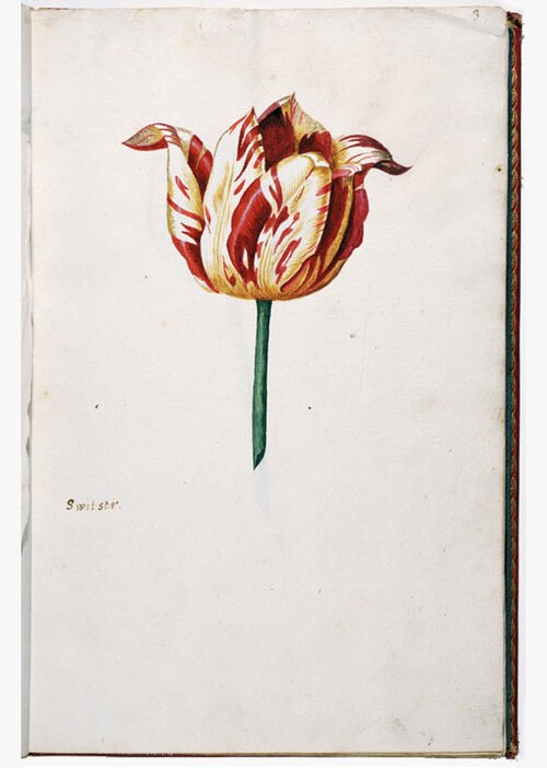 Hand-painted page from a Tulip Catalogue, 1630s