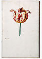 Hand-painted page from a Tulip Catalogue, 1630s