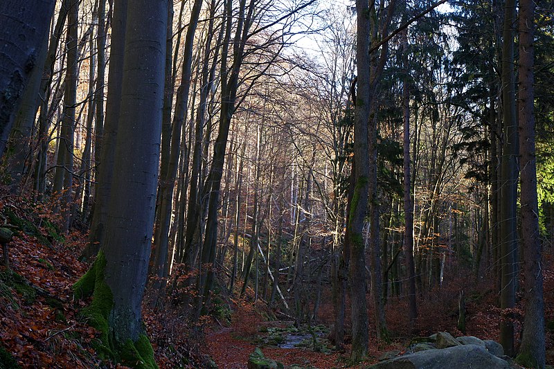 File:NP Harz - südwestlich von Ilsenburg (24a).jpg