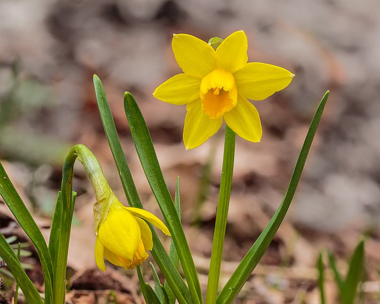 File:Narcis Tête à Tête (Narcissus). 07-03-2021 (actm.) 02.jpg