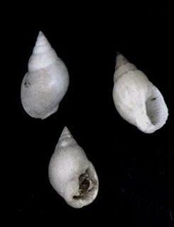 <i>Nassarius crassiusculus</i> Species of gastropod