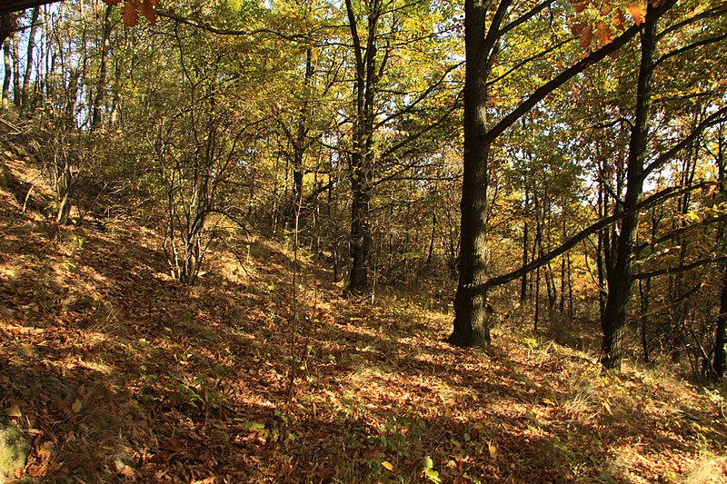 File:Natural monument Na Strazi in autumn 2011 (1).JPG