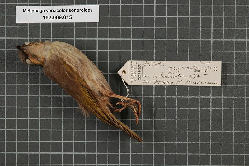 File:Naturalis Biodiversity Center - RMNH.AVES.134048 1 - Meliphaga versicolor sonoroides (Gray, 1861) - Meliphagidae - bird skin specimen.jpeg