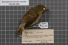 Център за биологично разнообразие Naturalis - RMNH.AVES.137683 1 - Macrosphenus concolor concolor (Hartlaub, 1857) - Sylviidae - екземпляр от кожа на птица.jpeg