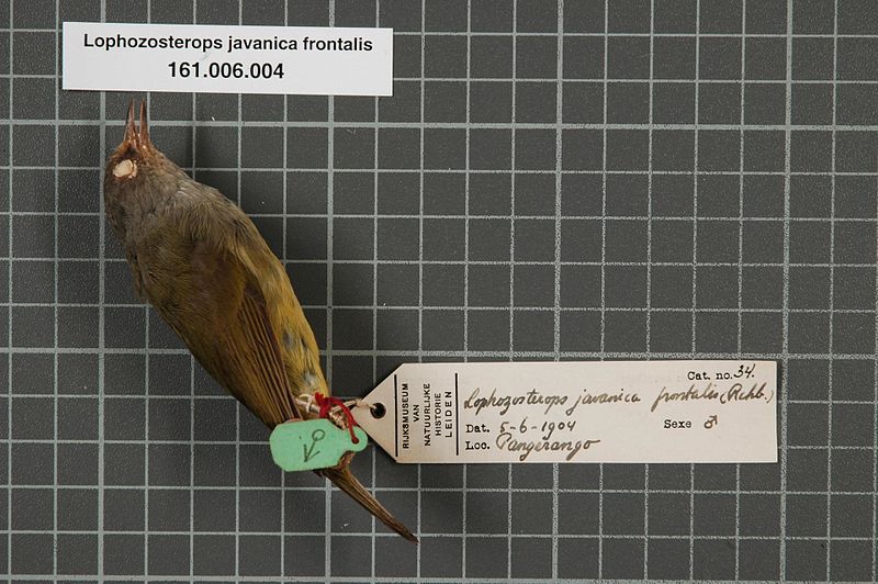 File:Naturalis Biodiversity Center - RMNH.AVES.46448 1 - Lophozosterops javanica frontalis (Reichenbach, 1852) - Zosteropidae - bird skin specimen.jpeg