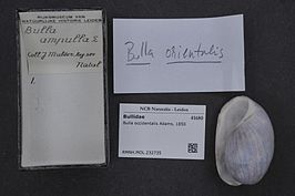 Bulla orientalis