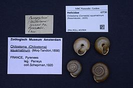 Chilostoma squamatinum