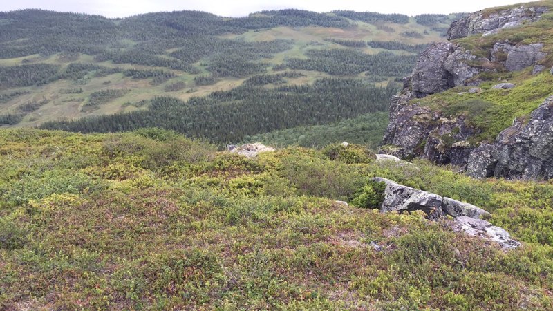 File:Nature reserve in north sweden.jpg