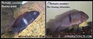 Neetroplus nematopus, left in brood color, right normal color