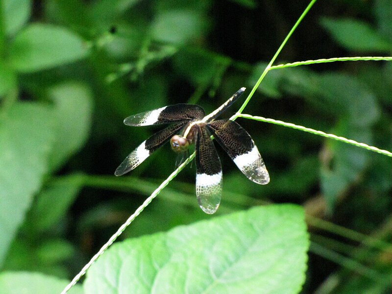 File:Neurothemis tullia male 2.jpg