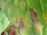 Nimbya gomphrenae host symptoms on Celosia sp.