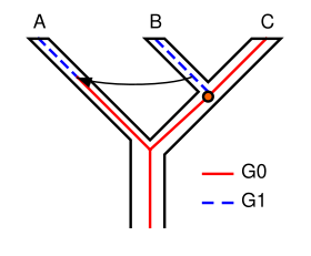 Figure 2. Apparent incomplete lineage sorting: see the text for an explanation. Non-hemiplasy example.svg