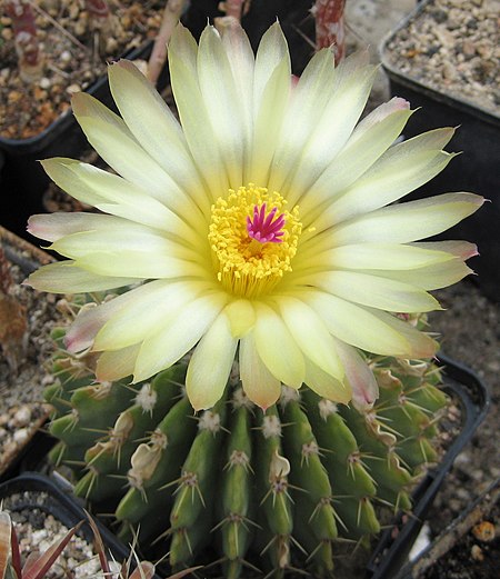 Parodia buiningii