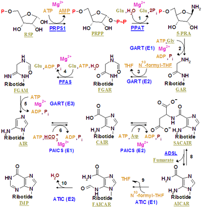 The synthesis of IMP.
The color scheme is as follows: enzymes, coenzymes, substrate names, metal ions, inorganic molecules Nucleotides syn1.png