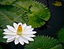 Nymphaea lotus1XMATT.jpg
