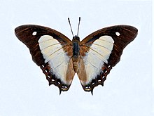 Nymphalidae - Polyura hebe fallax.JPG
