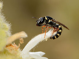 Ochreriades fasciatus