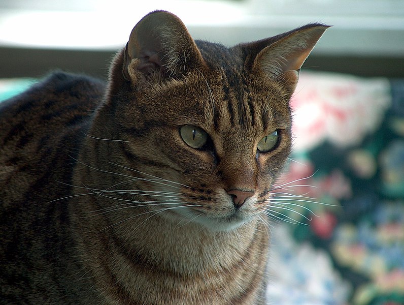 File:Ocicat 13.06.07 021.jpg