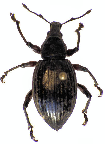 File:Oclandius cinereus.jpg