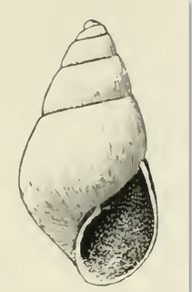 <i>Odostomia callimene</i> Species of gastropod