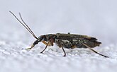 Oedemera sp. (Oedemeridae)