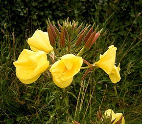 Descripción de la imagen Oenothera glazioviana 03 ies.jpg.