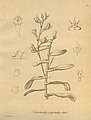 Oeoniella polystachys (as Listrostachys polystachys) - Xenia 3 pl 250.jpg