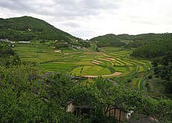 Sawah padi berteres di Misaki