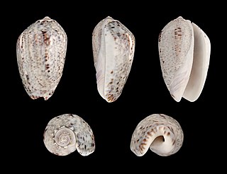 <i>Oliva incrassata</i> Species of gastropod