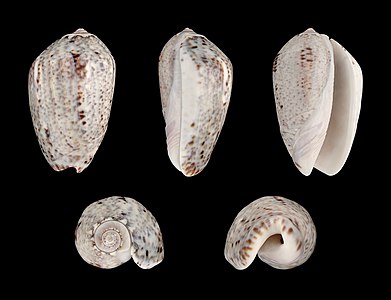 Oliva (Strephona) incrassata