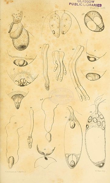 File:On the germination, development, and fructification of the higher Cryptogamia (Plate LXI) (8451526250).jpg