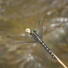 Stellate River Hawk Onychothemis testacea male