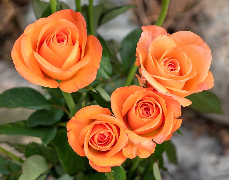 File:Orange cut roses in Bro Church graveyard 3.jpg