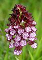 Orchis purpurea Spain