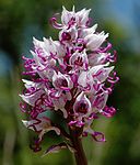 Orchis simia wiki mg-k01.jpg