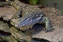 ornate nile monitor