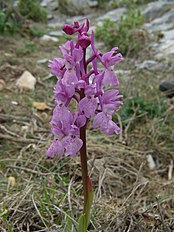<center>Orchis olbiensis</center>