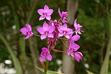 Orquídea de tierra (Spathoglottis plicata) - Flickr - Alejandro Bayer.jpg