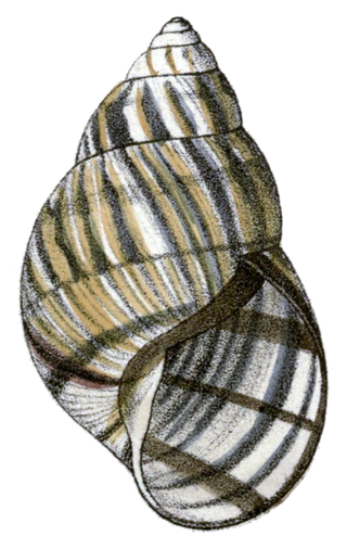 <i>Orthalicus reses</i> Species of gastropod