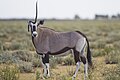 Oryx gazella (unicorn).jpg