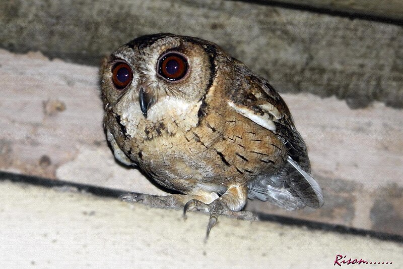 File:Owl (9442201415).jpg